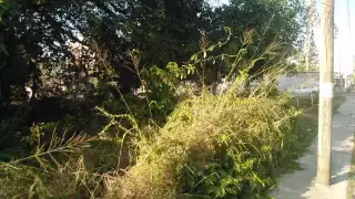 En Sabancuy más que nunca exigen a las autoridades municipales que obliguen a los propietarios de estos lotes a limpiarlos ya que son foco de problemas