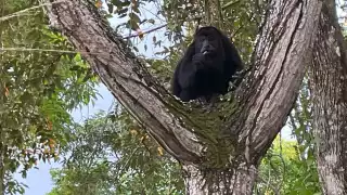 Las quemas afectan a las especies en peligro de extinción.