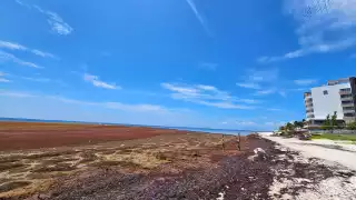 El sargazo genera grandes afectaciones a la vida marina y al turismo en el estado
