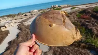Pescadores del Oriente de Yucatán aún usan la cacerolita de mar para capturar pulpo