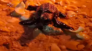 En un emotivo evento, 200 quelonios neonatos son llevados al mar para que continúen su camino