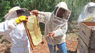 Mujeres indígenas de San Antonio Yaxché, en Hopelchén, realizaron cosecha de miel en sus apiarios.