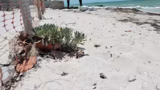 Profepa y Conanp imponen cinco clausuras en Yucatán por daños ambientales