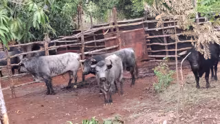 ¡Habrá toros en Tenabo! Presentan cartelazo de la Feria 2026 entre polémica por cobros municipales