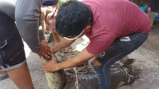 Un saurio de 3.5 metros de largo aparece debajo de un automóvil, lo que asombra a la comunidad