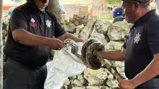 Los ejemplares fueron retirados por oficiales de Tizimín.