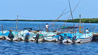 El clima definirá el éxito de la temporada de pulpo en Yucatán