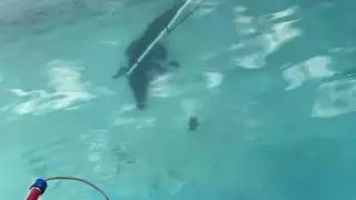 Autoridades capturaron un cocodrilo de dos metros en un domicilio de Imí I tras un reporte de los residentes.