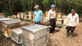 El director de Ecosur dice que el ecocidio deja una huella invaluable y que la ciencia debe intervenir
