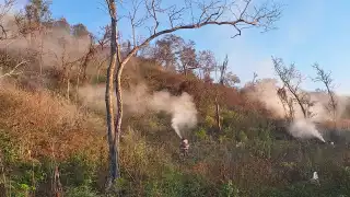 Se combatieron 29 mangas de langostas en distintos municipios de Campeche.