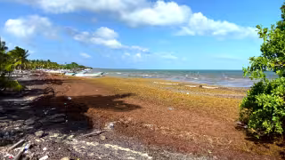 Playas de Isla María Elena siguen sucias pese a falta de nuevo sargazo. Residuos acumulados del primer trimestre generan malos olores.