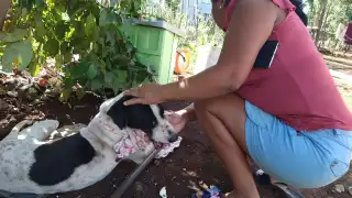 Elizabeth Sánchez, veterinaria, da tips cuando alguna mascota entre en contacto con ranas