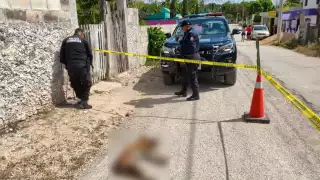 Propietario halla a su lomito muerto en la colonia Santa Rosa de Lima por la ingesta de un tóxico
