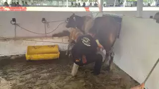 Realizan concurso de la Vaca Lechera en la Expo Ganadera de Ciudad del Carmen