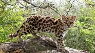 El tigrillo perdió la vida luego de presuntamente ser atropellado