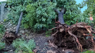 Fuertes vientos y aguacero provocan caída de árboles en San Isidro