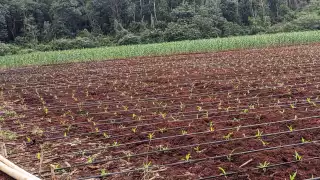 La jícama traída del centro del país podría alcanzar hasta 5 kilos en el ejido Othón Pompeyo Blanco.