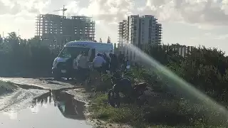 Frente a la playa del Cetmar 17 encontraron órganos de una especie, probablemente de un delfín