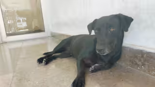 Rescatistas buscan un hogar seguro y responsable para ella.