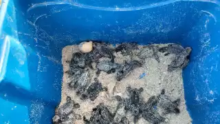 Una camada de quelonios tipo carey eclosionó de forma inusual, fuera de su temporada normal