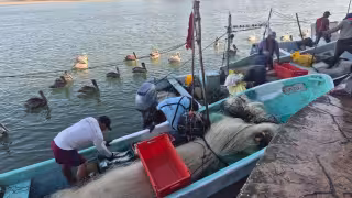 Los pescadores pasaron de obtener entre 10 y 15 kilos a 20 y 30 kilos por jornada.