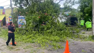 El árbol de huayas cayó pero no desprendió cables