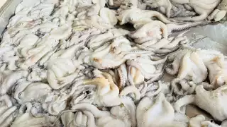 Pulpo maya por los cielos; se vende entre 90 y 130 pesos el kilo en costas campechanas