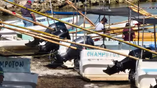 Hay poco interés en la captura de pulpo