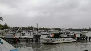 La sequía en los accesos a lagunas en Ciudad del Carmen está causando mortandad de especies marinas