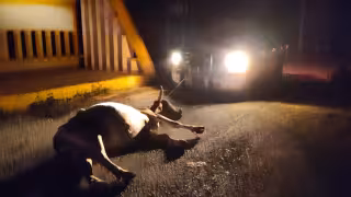 Tráiler arrolla a vacas en carretera Campeche-Mérida.