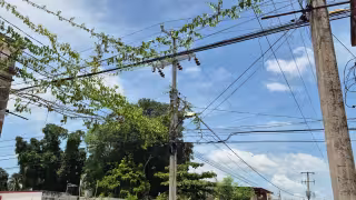 Crece preocupación por falta de mantenimiento en tendido eléctrico