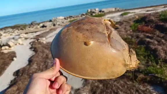 Un sondeo del TecNM confirma que el mex es usado para capturar pulpo en Yucatán