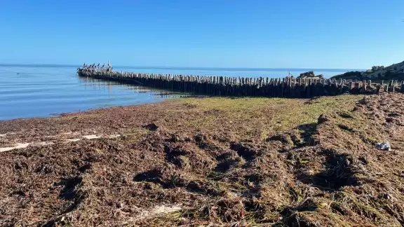 Pobladores se quejan por la expulsión de sargazo en el puerto debido a un nuevo frente frío