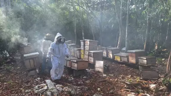 Apicultores advierten sobre el daño a calidad de la miel, pérdida de mercados y caída del precio