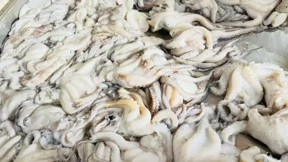 Piden reforzar vigilancia en temporada de pulpo maya en Campeche Piden reforzar vigilancia en temporada de pulpo maya en Campeche