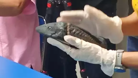 El pez diablo ha amenazado a las especies de Quintana Roo El pez diablo ha amenazado a las especies de Quintana Roo