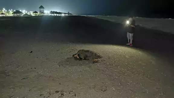 Personas grabaron a la tortuga y echaron agua en su proceso de anidación Personas grabaron a la tortuga y echaron agua en su proceso de anidación