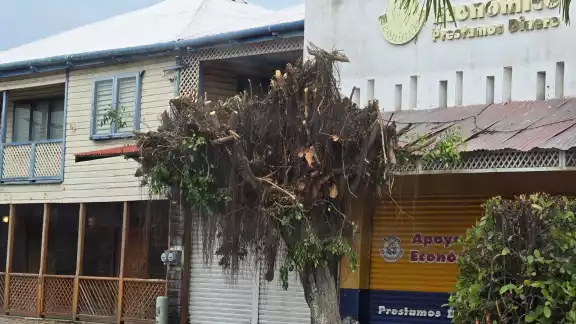 Los árboles podados pertenecían a la especie ficus Los árboles podados pertenecían a la especie ficus