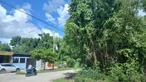 Vecinos denuncian riesgo latente por enjambre de abejas en Campeche Vecinos denuncian riesgo latente por enjambre de abejas en Campeche
