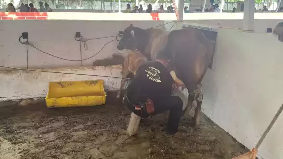 Participaron seis vacas de los ranchos “Santa Serafina”, “Los Maculíes” y “La Texana”, produciendo un total de 71,251 litros de leche. Participaron seis vacas de los ranchos “Santa Serafina”, “Los Maculíes” y “La Texana”, produciendo un total de 71,251 litros de leche.