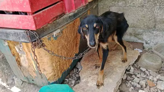 El maltrato animal es muy común en la entidad, por lo que se castigará de manera contundente. El maltrato animal es muy común en la entidad, por lo que se castigará de manera contundente.