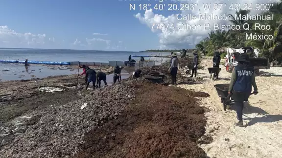 Autoridades federales recolectan toneladas de sargazo en Quintana Roo Autoridades federales recolectan toneladas de sargazo en Quintana Roo