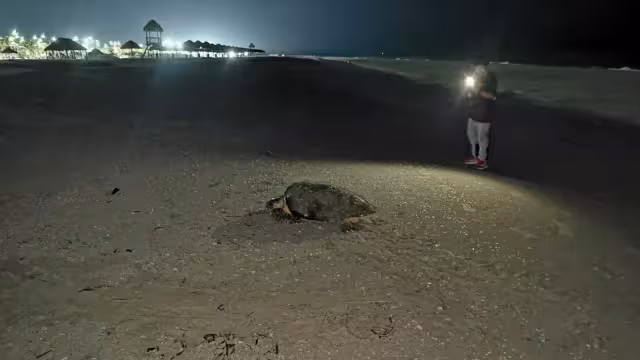 Personas grabaron a la tortuga y echaron agua en su proceso de anidación