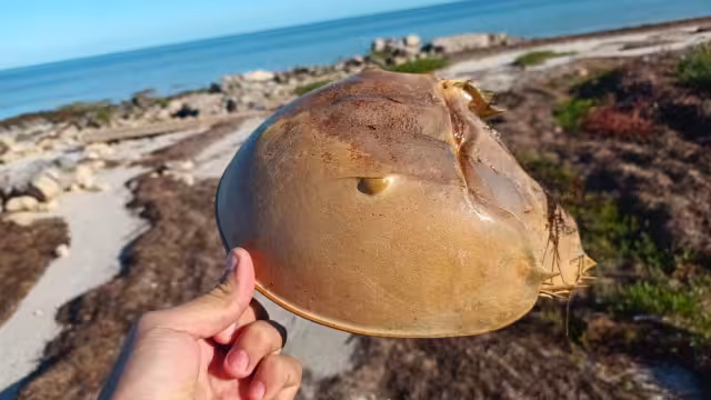 Un sondeo del TecNM confirma que el mex es usado para capturar pulpo en Yucatán