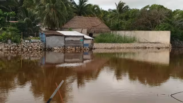 Al explorar en zonas habitadas, a menudo gallinas, perros y otros animales domésticos se convierten en presas de los reptiles