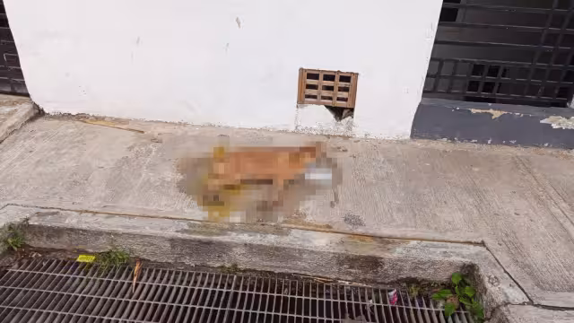 Nadie reclamó el cuerpo, por lo que fue llevado al relleno sanitario