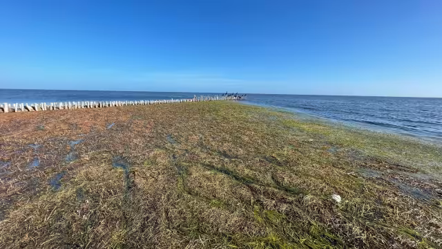 Grandes cantidades de alga marina inundan las costas, lo que pone en riesgo la llegada del turismo