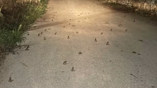 Se ha visto a un gran número de anfibios por las recientes lluvias en Sinanché
