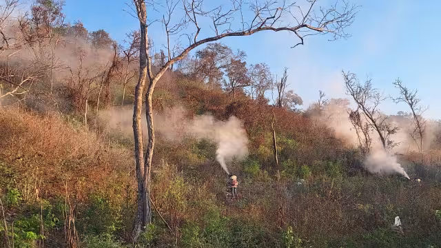 Se combatieron 29 mangas de langostas en distintos municipios de Campeche.