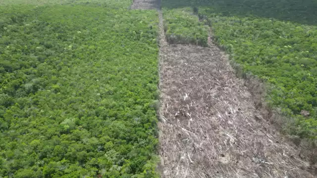 Por el cambio de uso de suelo en terrenos forestales sin autorización se realizó la clausura